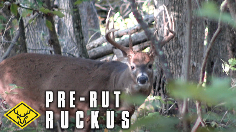 Pre-Rut Ruckus | "Biggest Bodied Buck I've Ever Shot!"