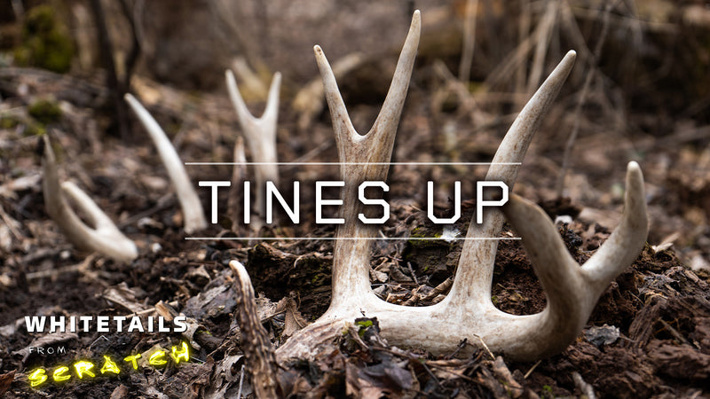 TINES UP: Shed Hunting for BIG Antlers!