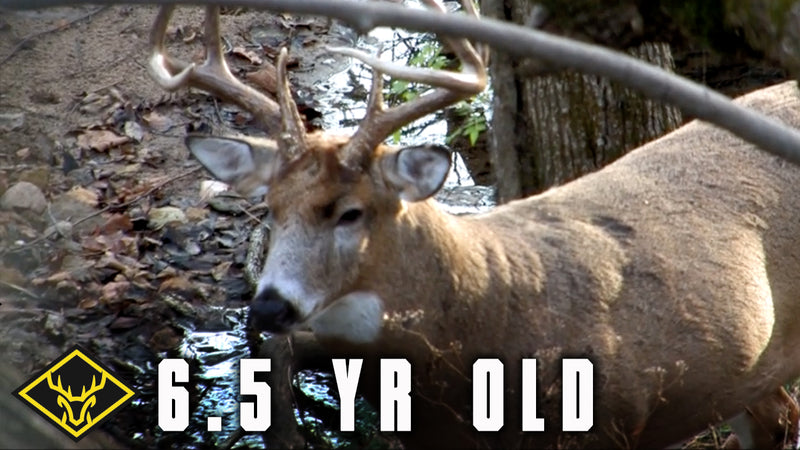 Fooling a 6.5yr Old Buck