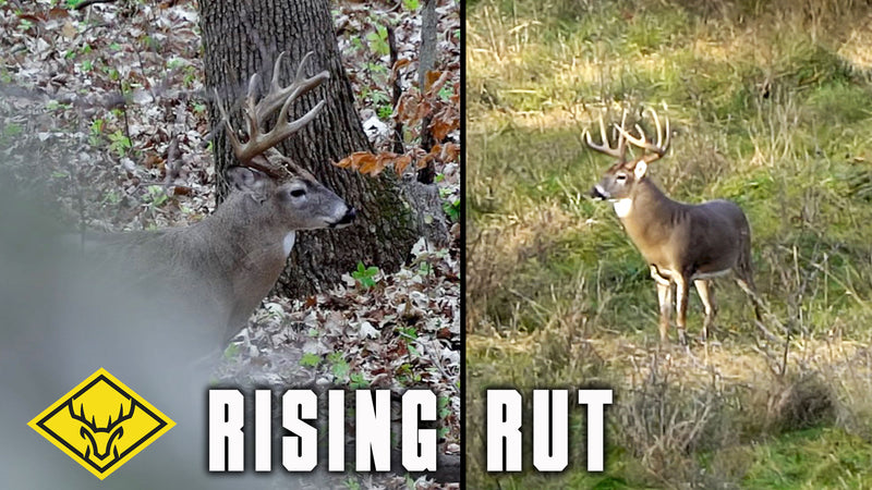 The Rising Rut - 2 Boone & Crockett Bucks