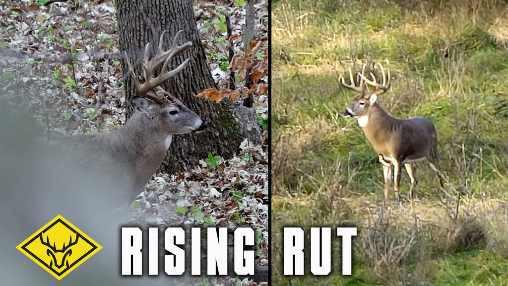 The Rising Rut - 2 Boone & Crockett Bucks – The Deer Society