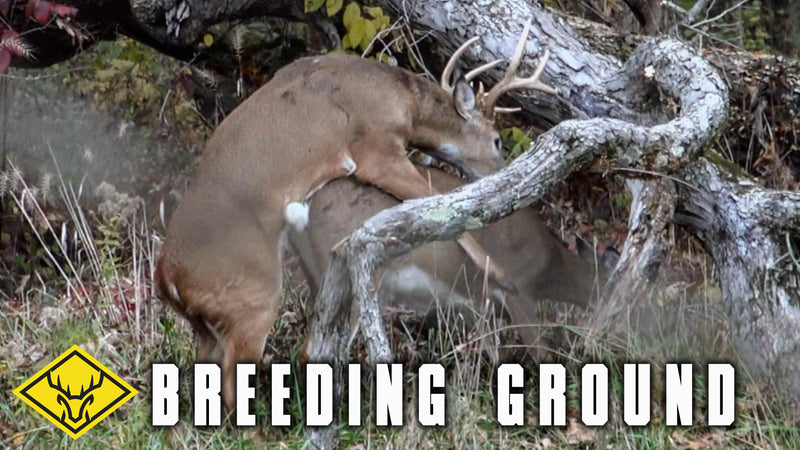 "Breeding Grounds" | RARE Breeding Video + Big Buck Down!