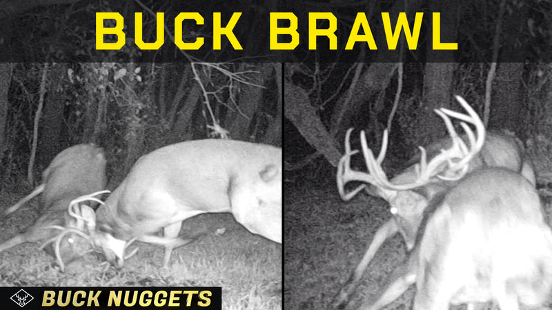 BUCK BRAWL | 2 Mature Bucks fight for Breeding Rights!