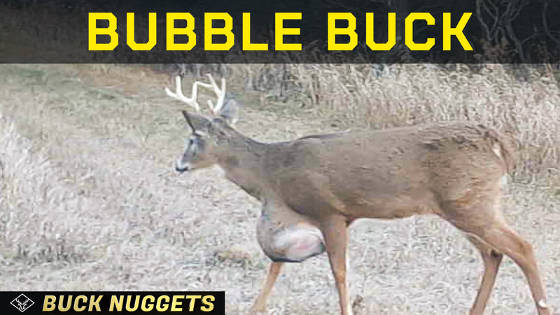The "Bubble" Buck | Dissecting the GIANT Growth on this Buck...