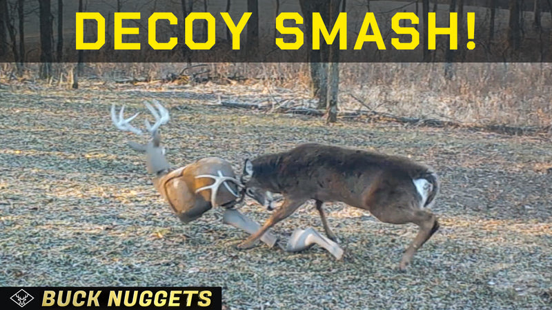 DECOY SMASH - Big Buck destroys the decoy!