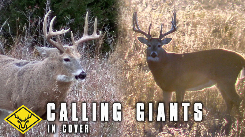 Calling GIANTS in Cover | 2 Big Bucks Closing In FAST...