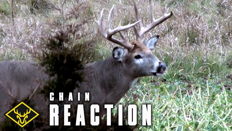 Chain Reaction - Big Buck Calling Tactics