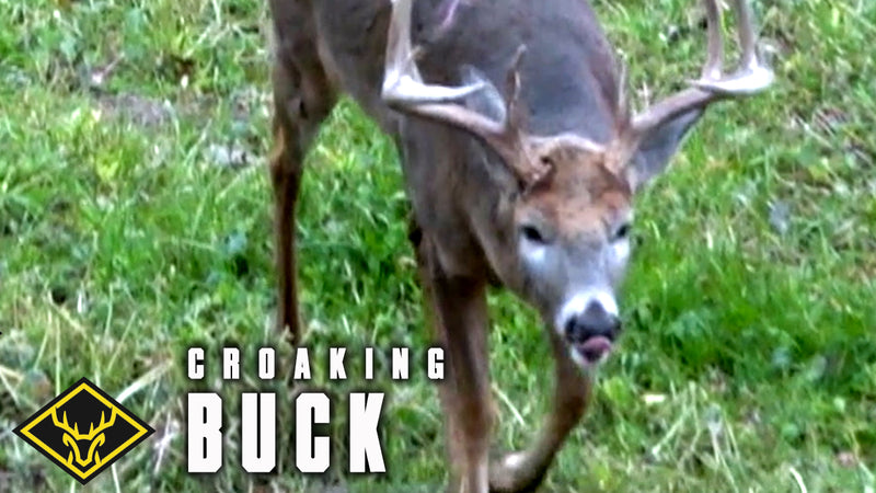 AUDIO of "Croaking" Buck!