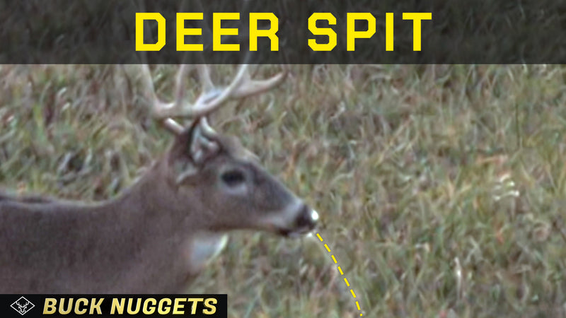Did this Buck just SPIT? - Watch RARE footage of this Whitetail Buck...