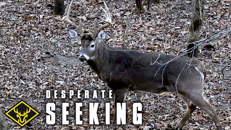 Post Rut Buck - "Desperately Seeking"
