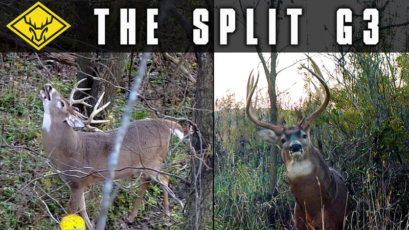 "Split G3" | Chasing a 180" when a NEW Giant shows up!