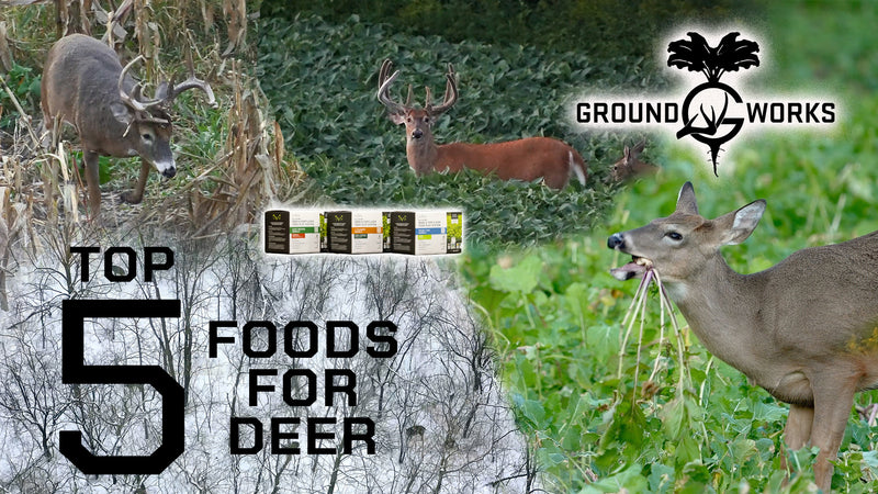 BEST FOOD SOURCES | Top 5 Foods for your BEST Deer Hunt!