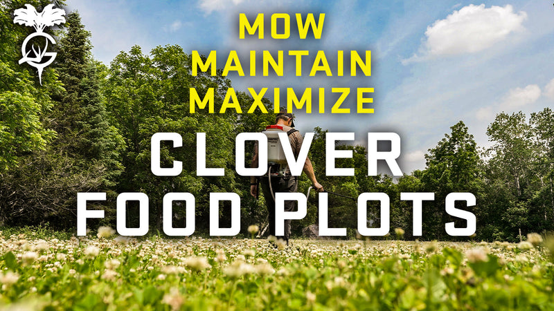 CLOVER FOOD PLOTS - Mow, Maintain, Maximize Easy Greens