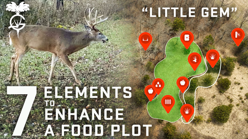 7 Ways to ENHANCE a Food Plot | The "Little Gem" Easy Greens food plot.