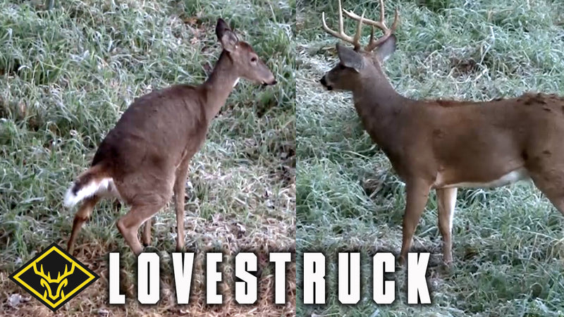 Calling in a "Lovestruck" Buck