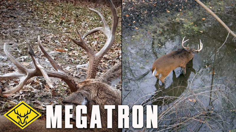 The Hunt for MEGATRON - A tale of two bucks...