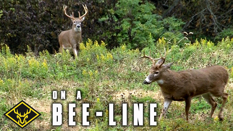 Bucks on a Bee-Line