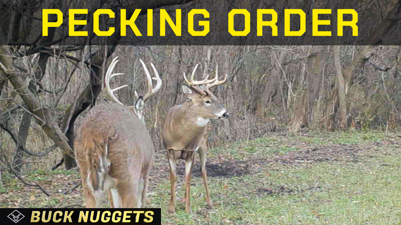 Double Main Beam vs. Typical 10pt - The Pecking Order!