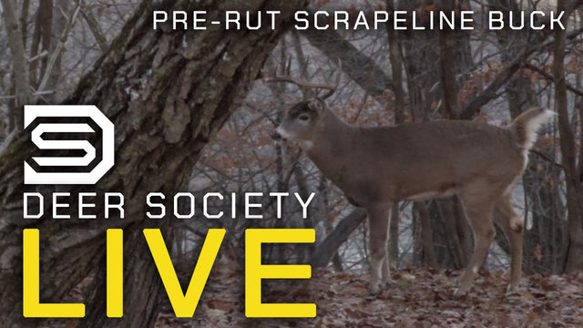 Pre-Rut Scrape line Buck | Deer Society LIVE Breakdown