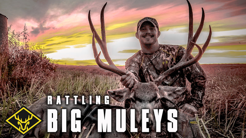 Rattling in a Mule Deer!