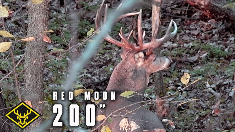 Hunt For #4 - 200-inch GIANT Buck!