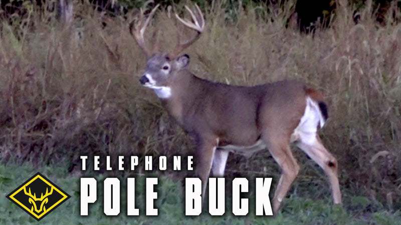 The "Telephone Pole" Buck