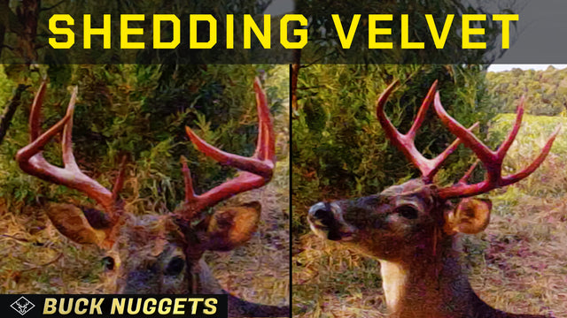 Buck Shedding Velvet | Get ready for the Whitetail SHIFT!