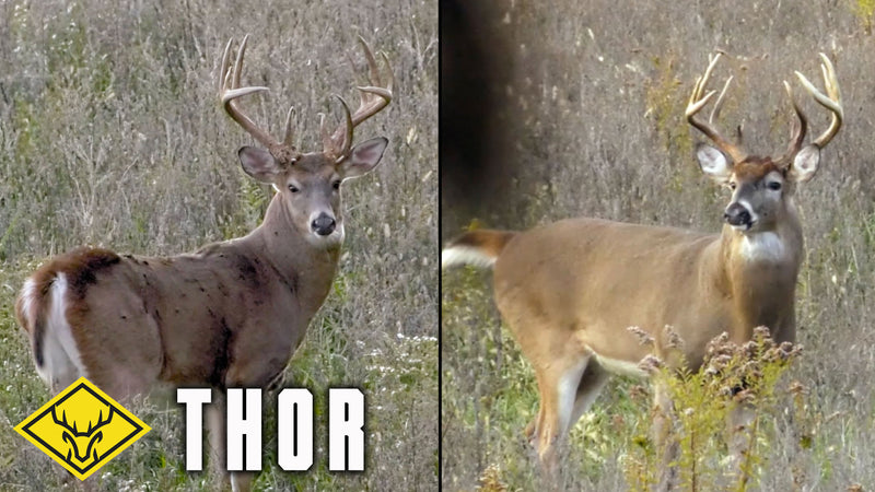 The Hunt for THOR : The tale of TWO identical bucks...