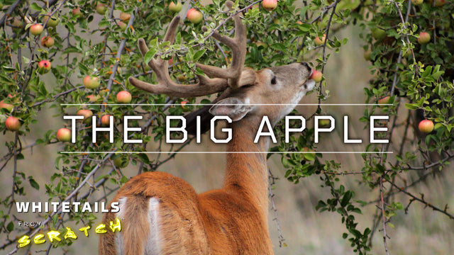 THE BIG APPLE: Maximizing Fruit Tree Production for Big Bucks!