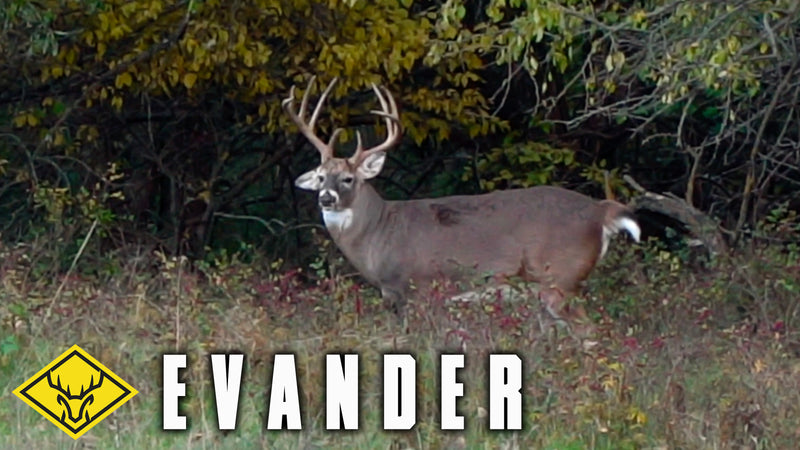 EVANDER | A GIANT Kansas buck is on the ground!