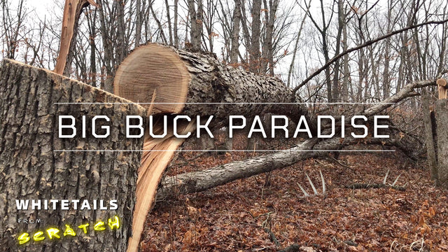 Big Buck Paradise: Hinge Cutting to increase Big Buck capacity!