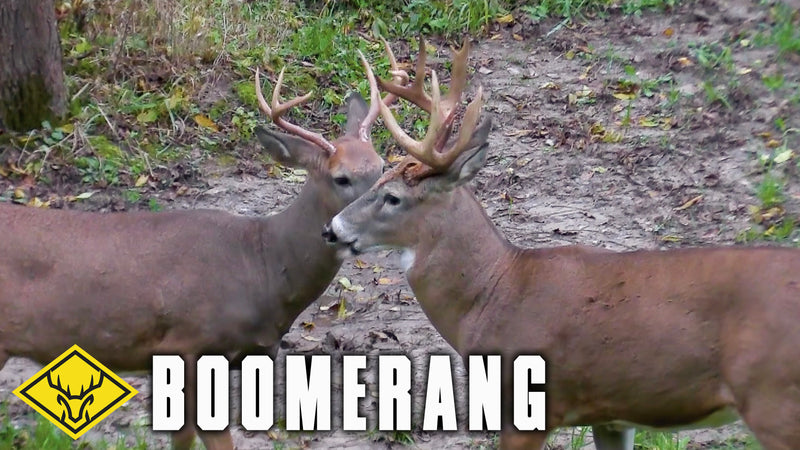 "Boomerang" - 90 seconds at FULL DRAW on a Big MN Buck!