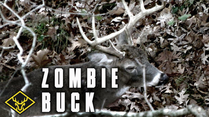 Asylum Phase - Zombie Buck