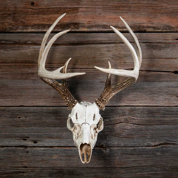 ANTLER MOUNTING SYSTEMS – The Deer Society